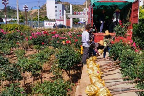 果洛月季园开出“脱贫花”