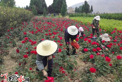 甘谷：两代人的“果洛月季梦”